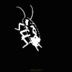 Black Dancing Cockroach GIF