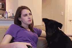 Black Dog Bitch Slap Bored Owner GIF