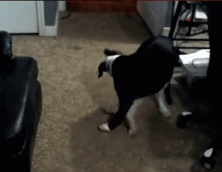 Black Dog Chasing Tail GIF