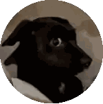 Black Dog Close Up Sticker