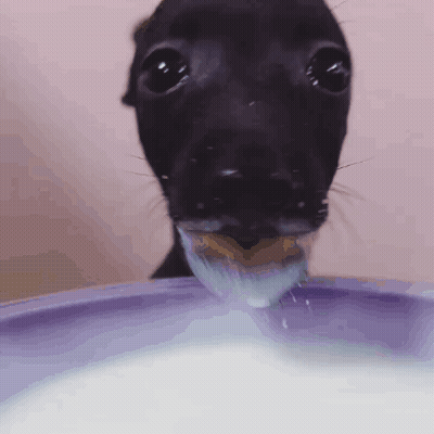 Black Dog Drinking Milk GIF