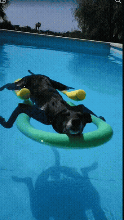 Black Dog Floating On Green Ring GIF