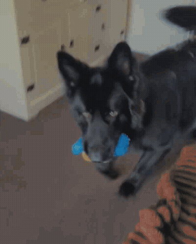 Black Dog Holding Blue Toy GIF