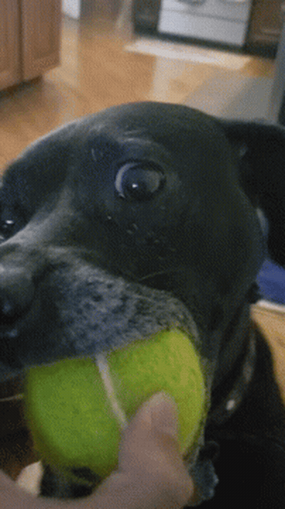 Black Dog Holding Tennis Ball In Mouth GIF