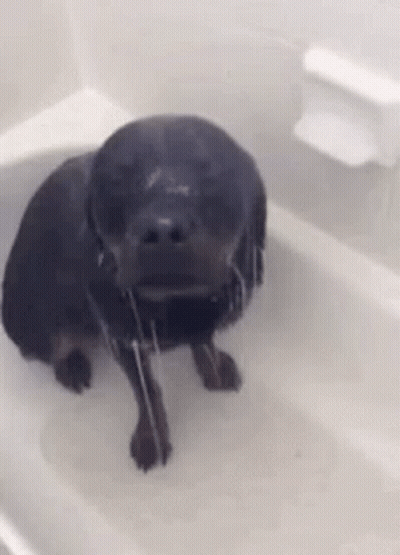 Black Dog In Bathtub Spitting Water GIF