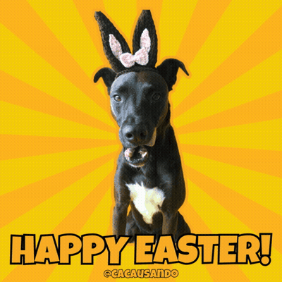 Black Dog In Bunny Ears Happy Easter GIF