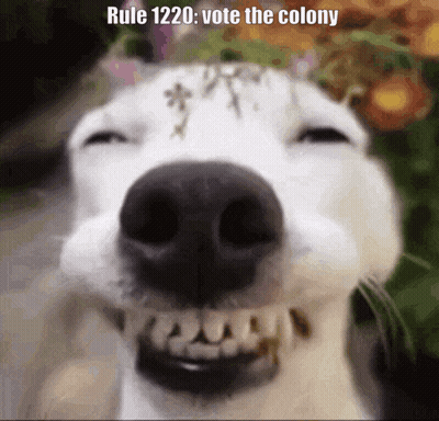 Black Dog In Grass With Person On Leash GIF