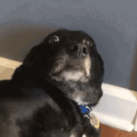 Black Dog Is Scared GIF