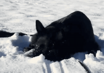 Black Dog Laying In Snow With Leash GIF