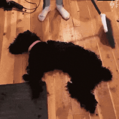 Black Dog Laying On Back Beside Broom GIF