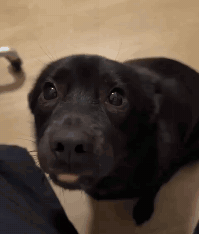 Black Dog Laying On Floor GIF