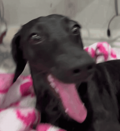 Black Dog Laying On Pink And White Blanket Tongue Out GIF