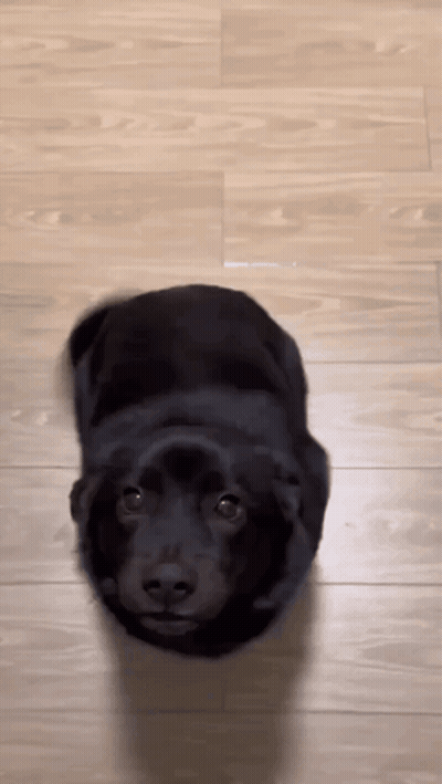 Black Dog Laying On Wooden Floor GIF