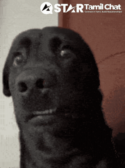 Black Dog Looking Up GIF