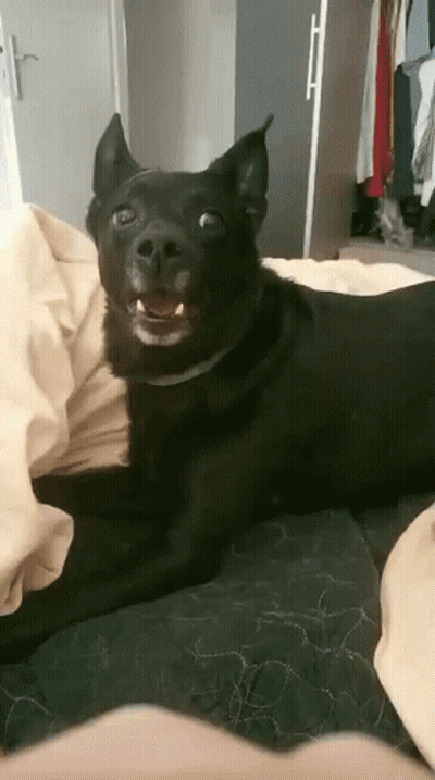 Black Dog Lying Bed Staring Camera Mouth Open GIF