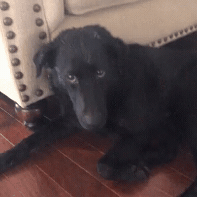 Black Dog Lying Near White Chair GIF