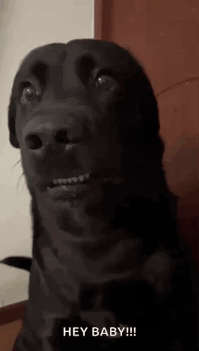 Black Dog Making Funny Face At Camera GIF