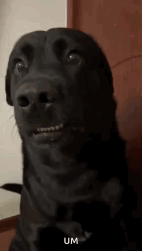 Black Dog Making Funny Face GIF