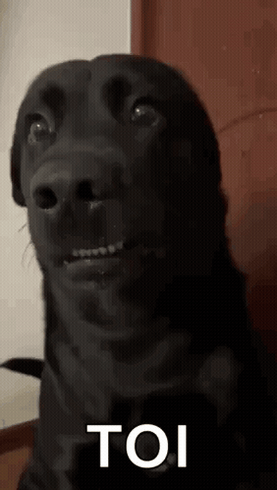 Black Dog Making Funny Face Saying Toi GIF