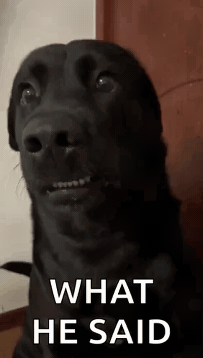 Black Dog Making Funny Face Saying What He Said GIF