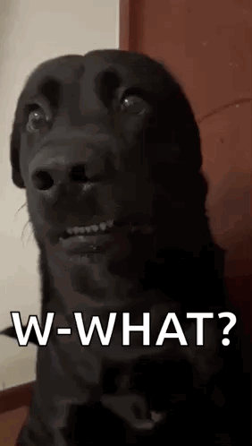 Black Dog Making Funny Face W-What GIF