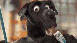 Black Dog Mic Drop Dancing GIF