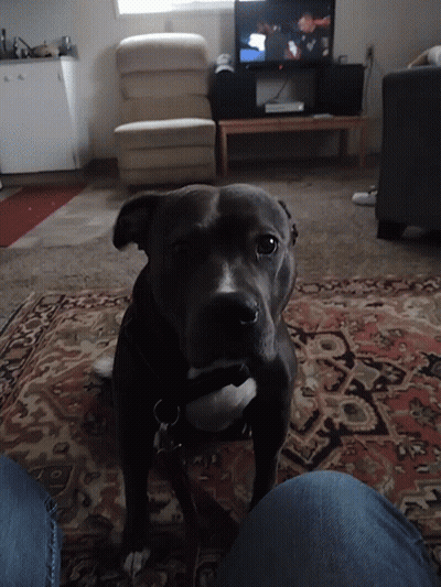 Black Dog On Rug In Front Of Television GIF