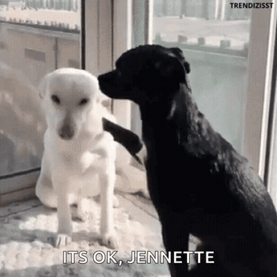 Black Dog Petting White Dog While Another Dog Looks On GIF