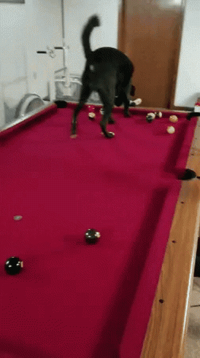 Black Dog Playing Pool On Red Table GIF