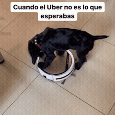 Black Dog Playing With Robotic Vacuum GIF