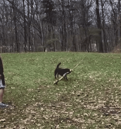 Black Dog Playing With Stick In Grassy Field GIF