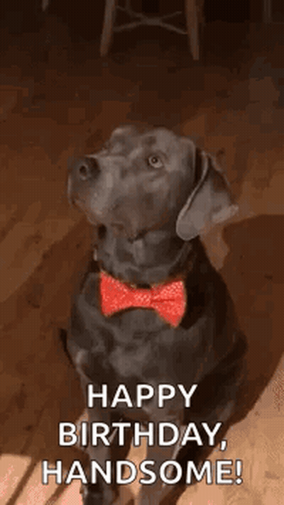 Black Dog Red Bow Tie Collar Sitting GIF