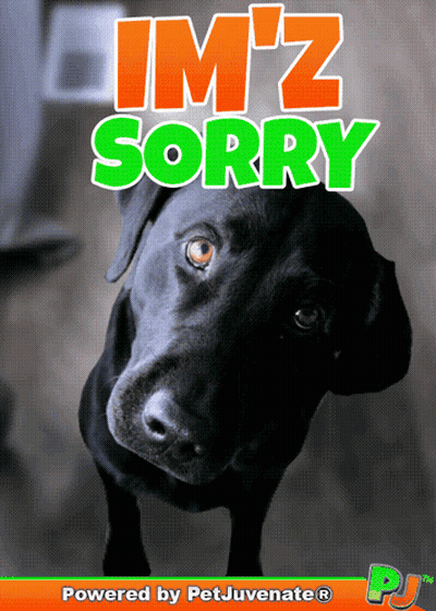 Black Dog Saying Im 'Z Sorry GIF