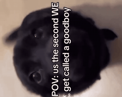 Black Dog Saying POV Us The Second We Get Called A Goodboy GIF