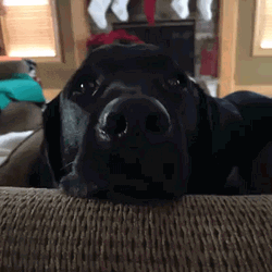 Black Dog Shocked Meme Big Eyes GIF