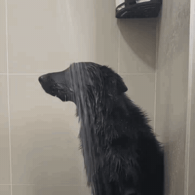 Black Dog Showering GIF