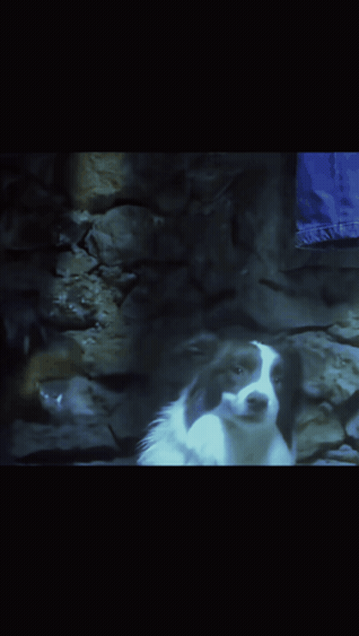 Black Dog Showing Teeth GIF