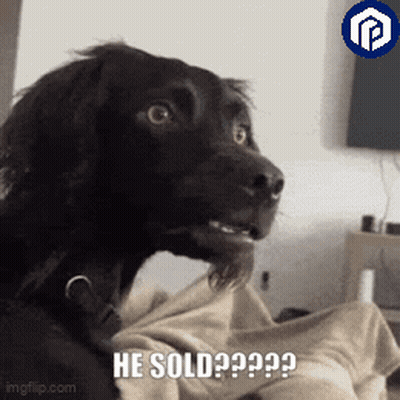 Black Dog Sitting On Bed Asking If He Sold GIF