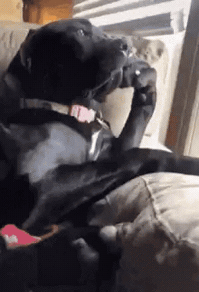 Black Dog Sitting On Couch Eating Food GIF