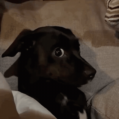 Black Dog Sitting On Couch Surprised GIF