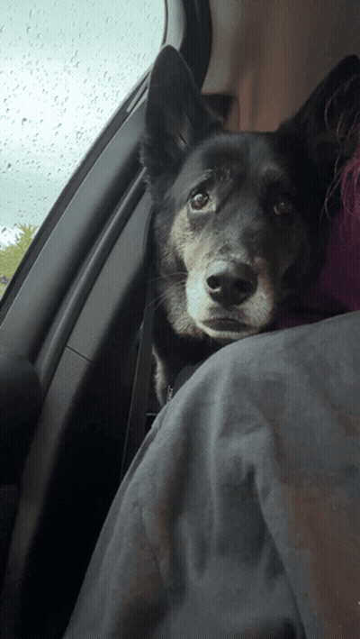 Black Dog Sitting On Lap In Car GIF