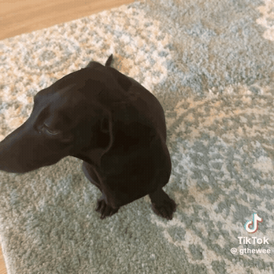 Black Dog Sitting On Rug With TikTok GIF