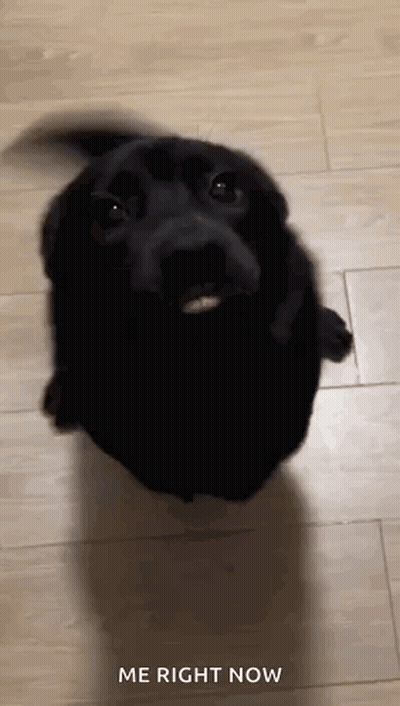 Black Dog Sitting On Wooden Floor Looking Up GIF