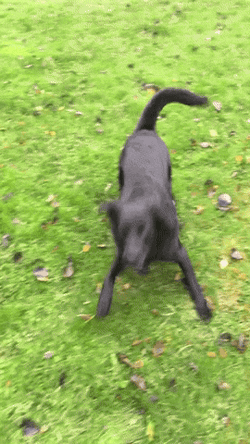 Black Dog Spinning In The Grass GIF