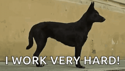 Black Dog Standing Before I Work Very Hard GIF