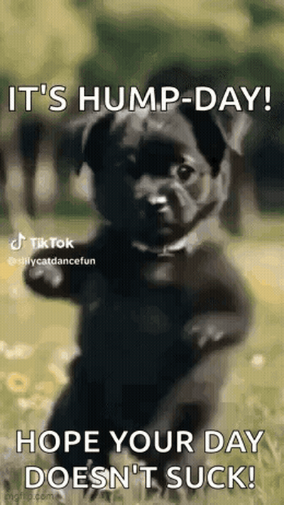Black Dog Standing In Grass Hump Day GIF