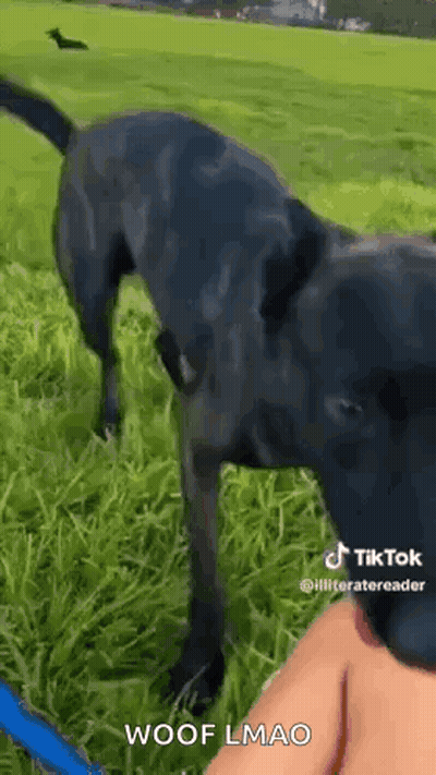Black Dog Standing In Grassy Field With Person On Leash GIF