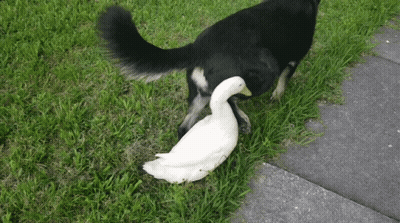 Black Dog Standing Next To White Duck On Grass GIF