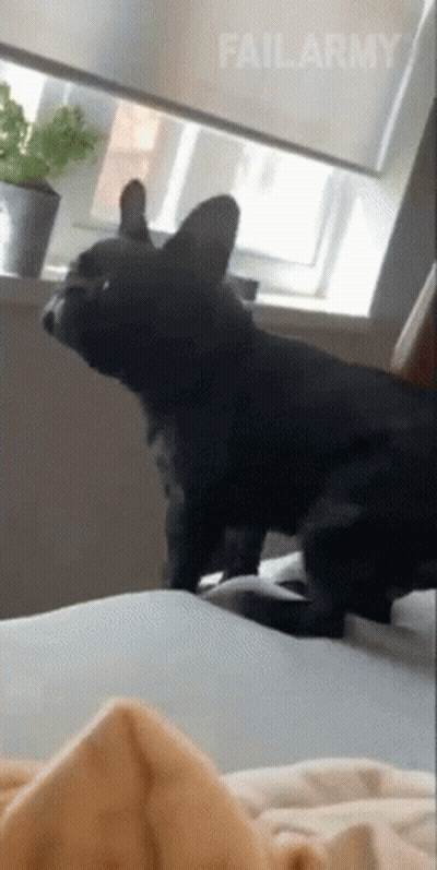 Black Dog Standing On Bed In Front Of Window FailArmy GIF