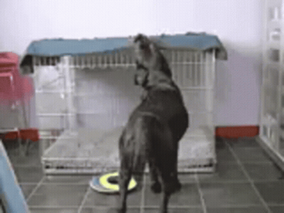 Black Dog Standing On Hind Legs In Front Of Dog Crate GIF